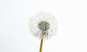 Очень сухая кожа головы: что делать и как убрать дискомфорт в домашних условиях?