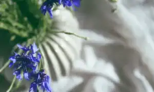 Применение экстракта василька в косметике для лица и волос: полезные свойства и советы