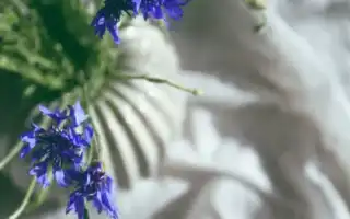 Применение экстракта василька в косметике для лица и волос: полезные свойства и советы