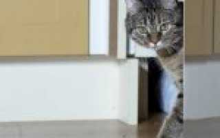 Запах кошачьего туалета: чем убрать этот аромат из квартиры?