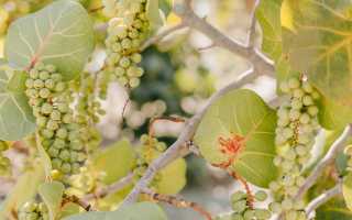 Виноградное масло для лица: его польза, и как им пользоваться правильно