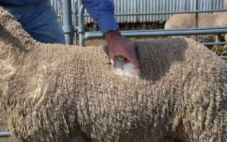 Особенный материал: мериносовая шерсть. В чем преимущества этого материала?