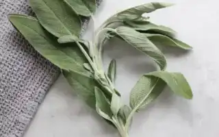 Свойства эфирного масла шалфея и его применение для лица и волос в косметологии