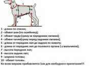 Жилет для собак своими руками: мастер-класс