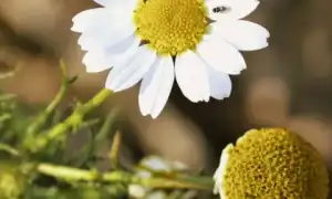 Применение экстракта ромашки для кожи лица и волос в косметике: полезные свойства и советы