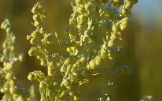 Применение экстракта полыни в косметике для лица и волос: полезные свойства и рекомендации