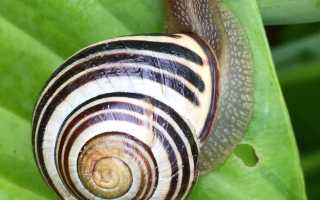 Улитки ахатина в косметологии: в чём их польза, и как ими пользоваться для красоты