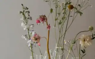 Применение альфа бисаболола в косметике для кожи лица: польза и особенности