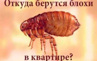 Блохи в квартире: откуда появляются и как от них избавиться