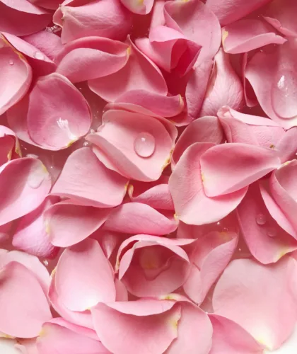 лепестки роз